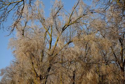 Low angle view of tree against clear sky