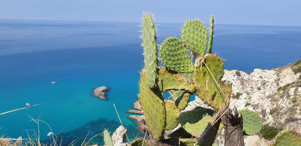 Cactus growing by sea against sky