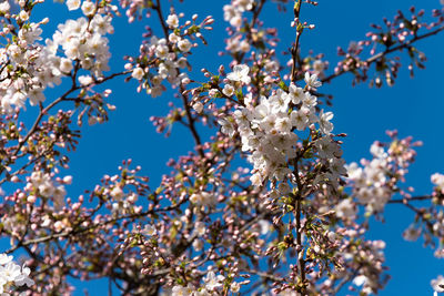 Low angle view of apple blossoms in spring