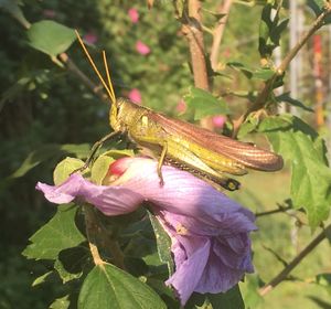 Close-up of insect on purple flower