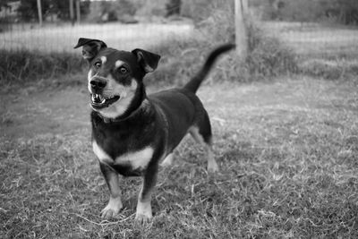 Portrait of dog on field