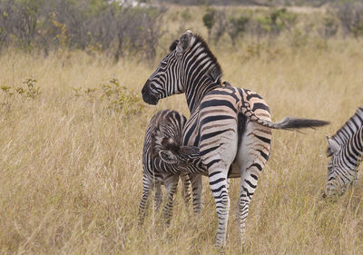 View of zebra on field