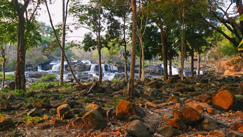 Trees and rocks in forest