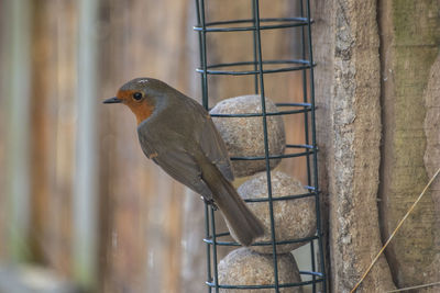 Close-up of robin on metal feeder