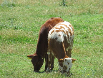 Cows in a field