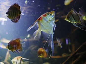 Close-up of fish swimming in aquarium