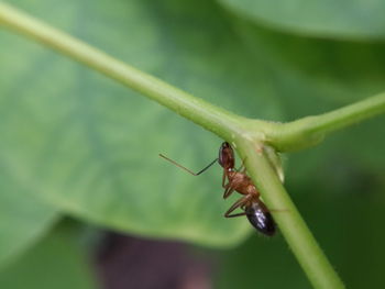 Close-up of dragonfly on plant