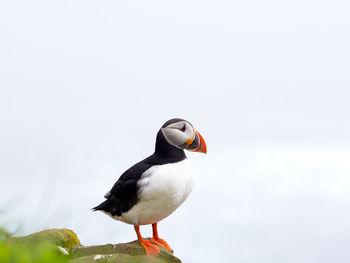 Close-up of puffin against sky