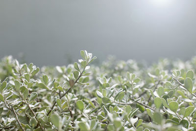 Barometer bush leaves as natural background.