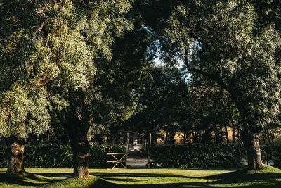 Trees in park