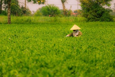 Surface level of mushroom on field