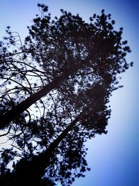 Low angle view of trees against blue sky