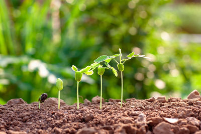 Close-up of small plant growing on land