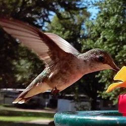 Close-up of birds in flight