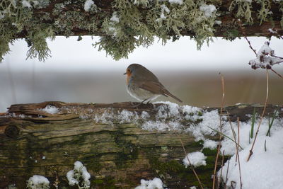 Bird perching on a tree