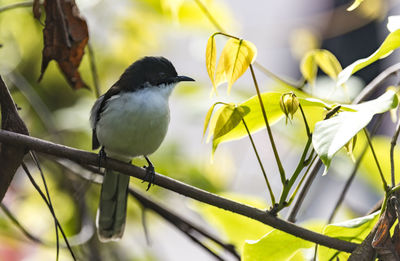 Close-up of bird perching on branch