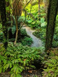 Stream flowing amidst trees in forest