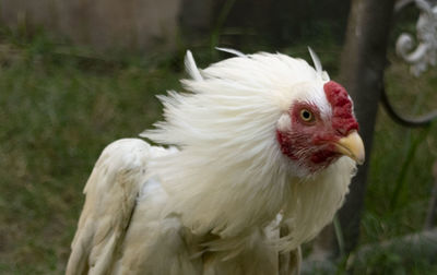 Close-up of a bird