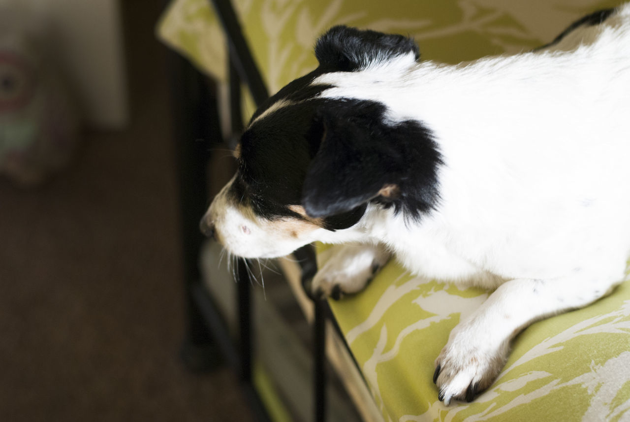 HIGH ANGLE VIEW OF DOG RELAXING