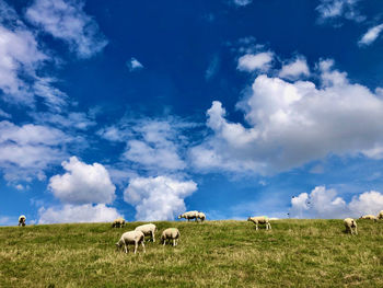 A flock of sheep on a dike under a blue sky with vivid white clouds