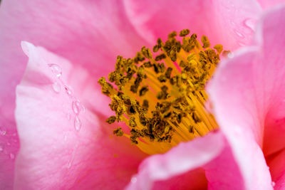 Close-up of pink flower