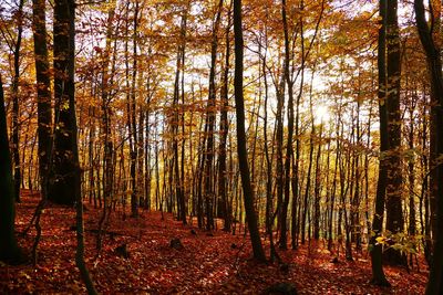 Full frame shot of trees in forest