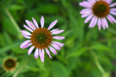 Close-up of purple coneflower