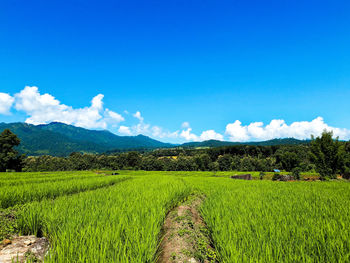 Scenic view of agricultural field against sky