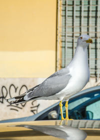 Close-up of bird perching