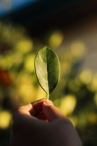 Close-up of hand holding leaf as sunlight hits it
