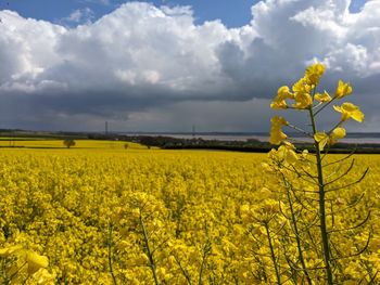 Scenic view of oilseed rape field against sky