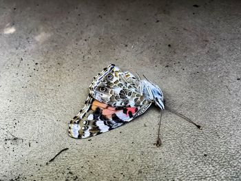 High angle view of butterfly