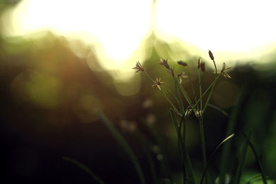 Close-up of fresh plant