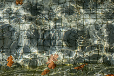 High angle view of leaves in swimming pool