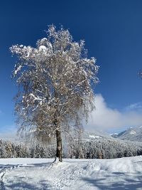 Full frame shot of snow covered trees on field against sky