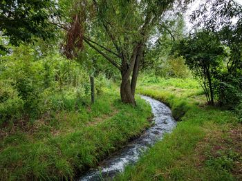 Stream passing through forest