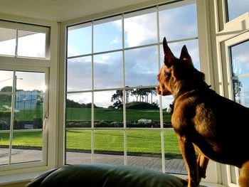 Close-up of dog looking through window