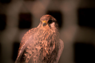 Close-up of eagle