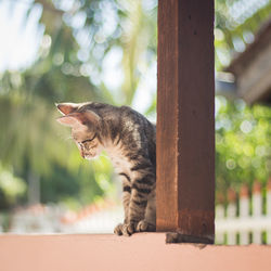 Cat relaxing at balcony