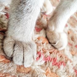 Close-up of cat on bed