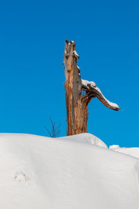 Low angle view of dead tree against clear blue sky