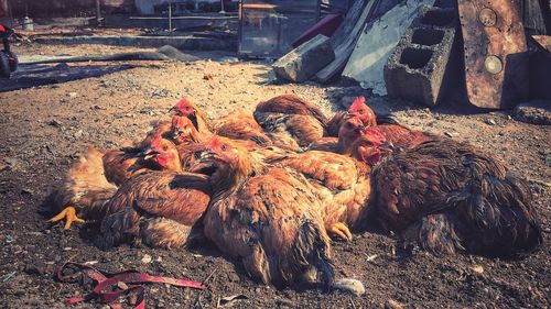 Group of domestic birds