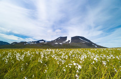 A beautiful white cottongrass growing in the sarek national park, sweden.