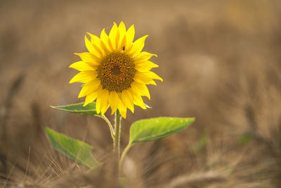 Close-up of sunflower on field