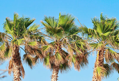 Low angle view of palm trees against clear blue sky