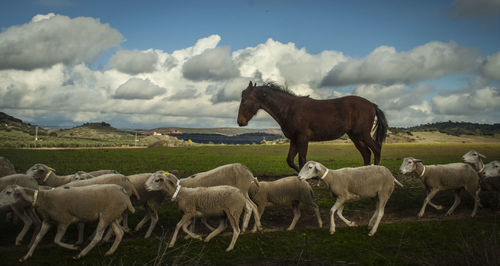 Horse and sheep on landscape against sky