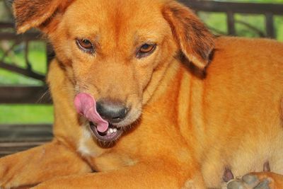 Close-up portrait of a dog