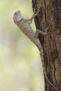 Close-up of lizard on tree trunk