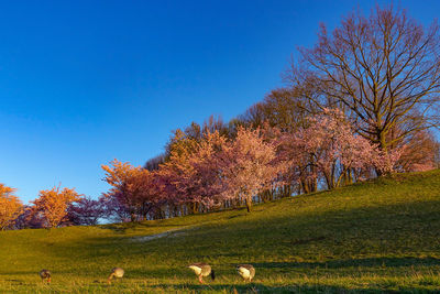 Trees on field during autumn