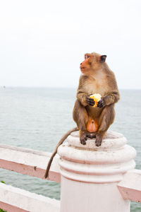 Monkey sitting in a sea against sky
